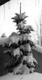 A snow laden tree